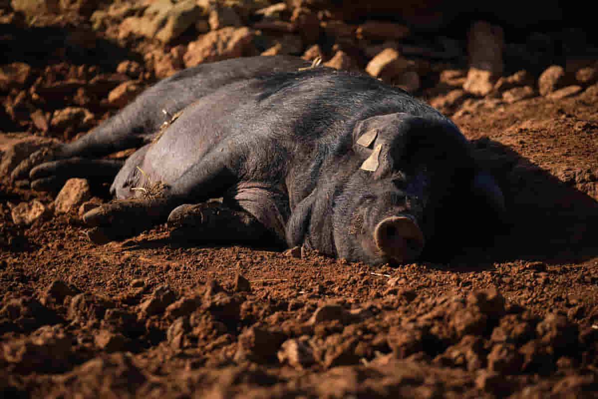 Cerdo ibérico retozando en el campo