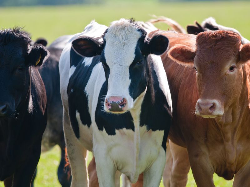 varias vacas para diferenciar la vaca de la ternera