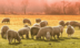 Foto de rebaño ovejas